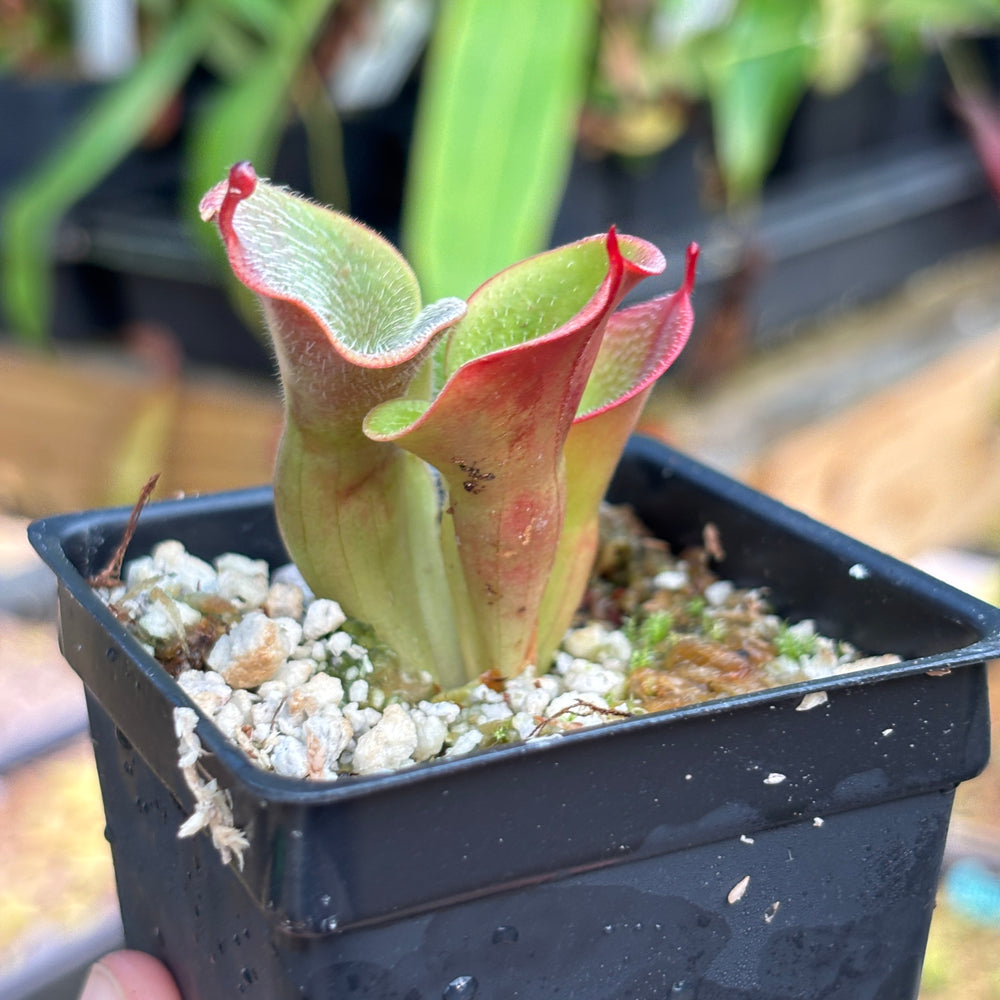 
                      
                        [A824]  Heliamphora minor var. pilosa (Auyan) - Clone 2
                      
                    