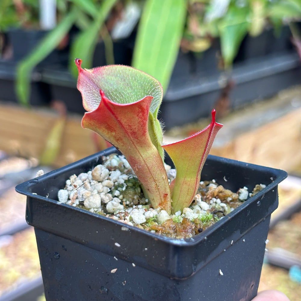 
                      
                        [A824]  Heliamphora minor var. pilosa (Auyan) - Clone 2
                      
                    