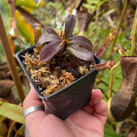 Nepenthes boschiana x mollis CAR-0469 compact plant with burgundy leaves and reddish slender pitchers in a small pot