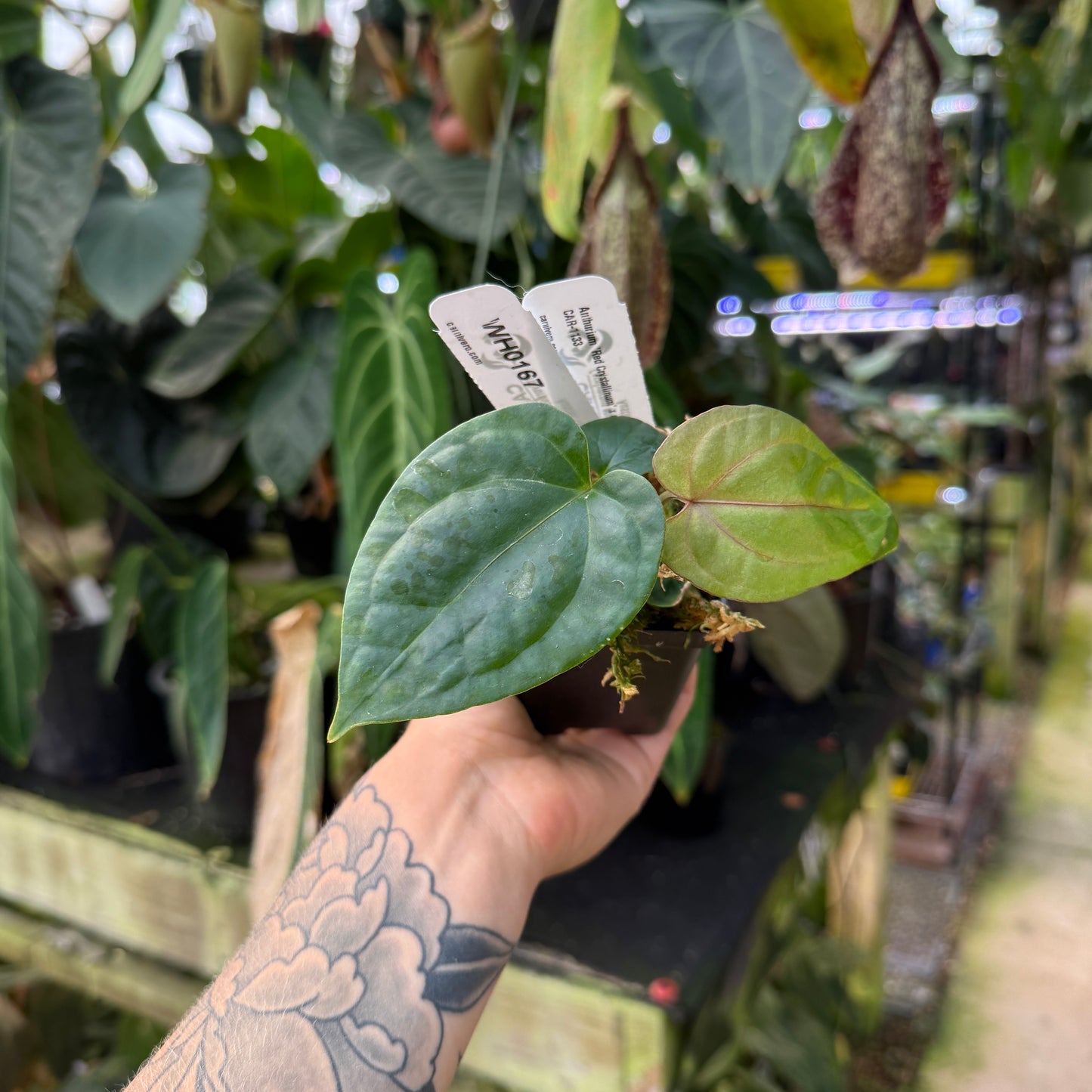 anthurium glabra WH0167 Anthurium 'Red Crystallinum' x debilis, CAR-1133 (S)