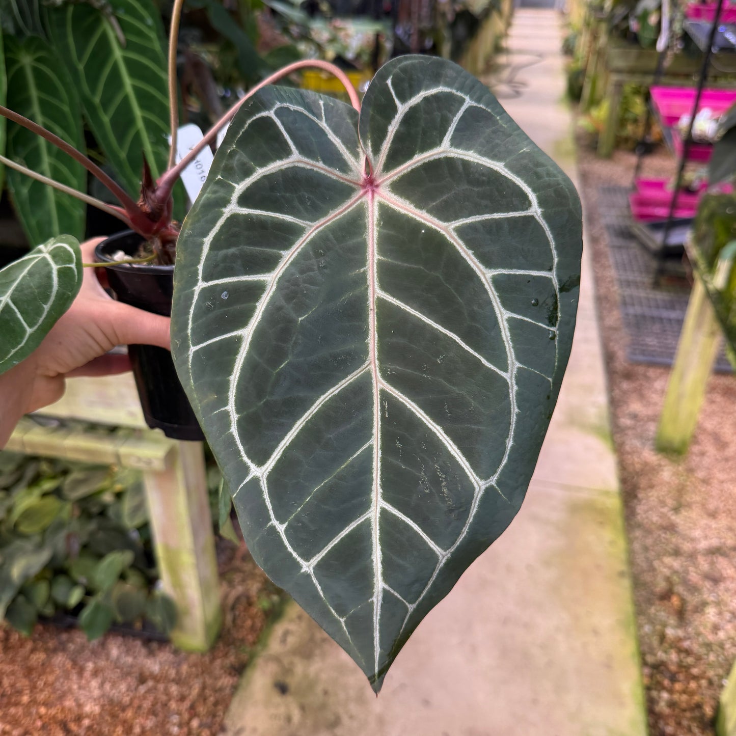 anthurium doc block WH0169 Anthurium 'Doc Block' x 'Red Crystallinum', CAR-0902 (quart pot – Carnivero