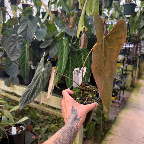 WH0170	Anthurium (Fort Sherman x RL-Scott Cohen) x papillilaminum SC2 (quart pot) (M)