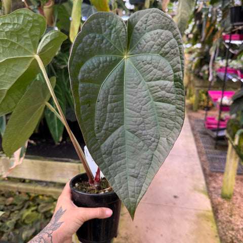 WH0171	Anthurium cf. magnificum x luxurians 2, CAR-0485 (quart pot) (L)