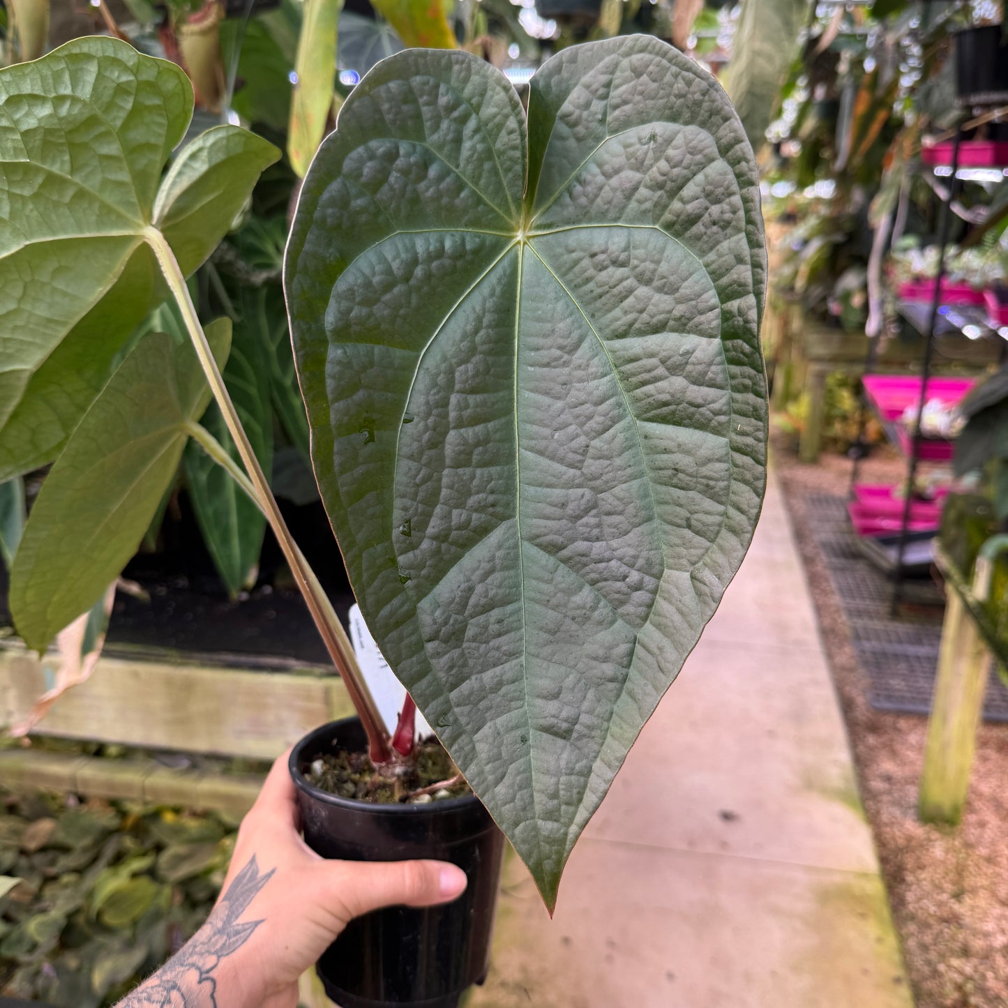 l anthurium WH0171 Anthurium cf. magnificum x luxurians 2, CAR-0485 (quart pot) (L – Carnivero
