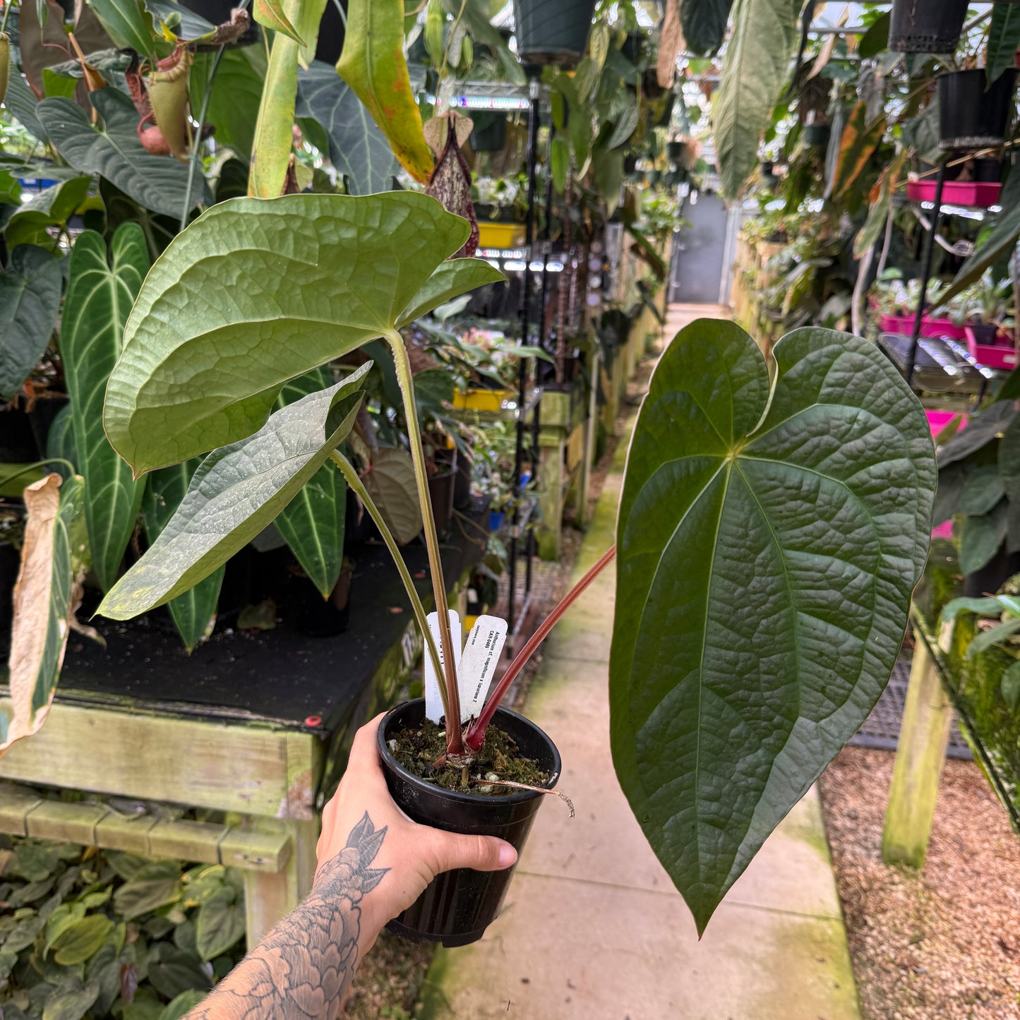 anthurium magnificum care WH0171 Anthurium cf. magnificum x luxurians 2, CAR-0485 (quart pot) (L – Carnivero
