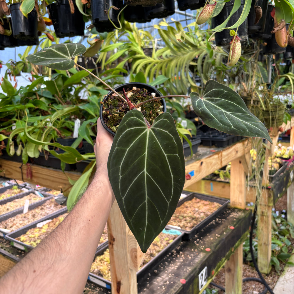 [A826] Anthurium besseae aff. x ('Zara' x 'Michelle')-purple