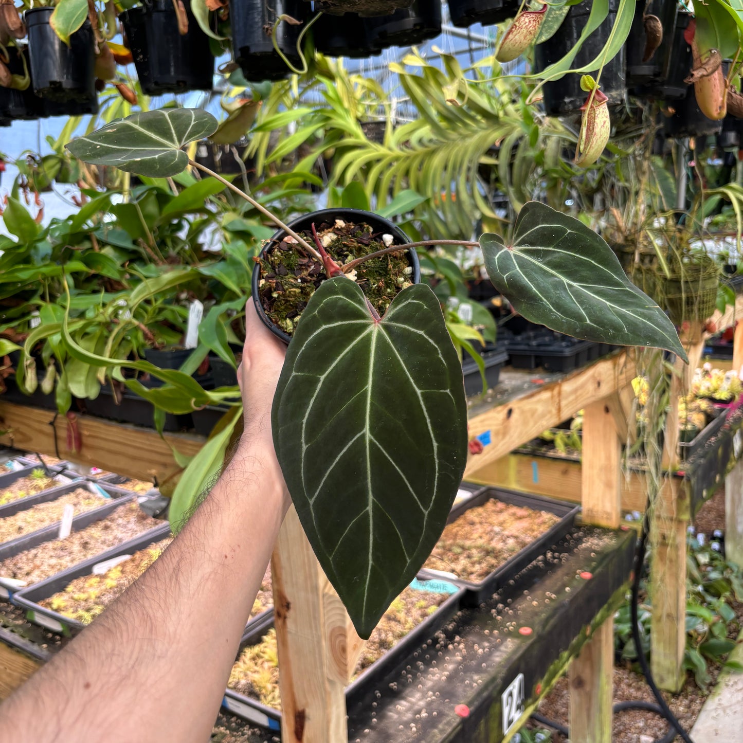 [A826] Anthurium besseae aff. x ('Zara' x 'Michelle')-purple