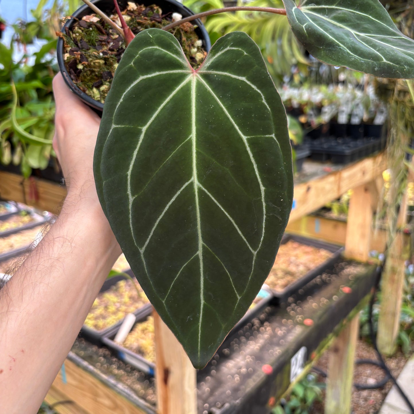 [A826] Anthurium besseae aff. x ('Zara' x 'Michelle')-purple