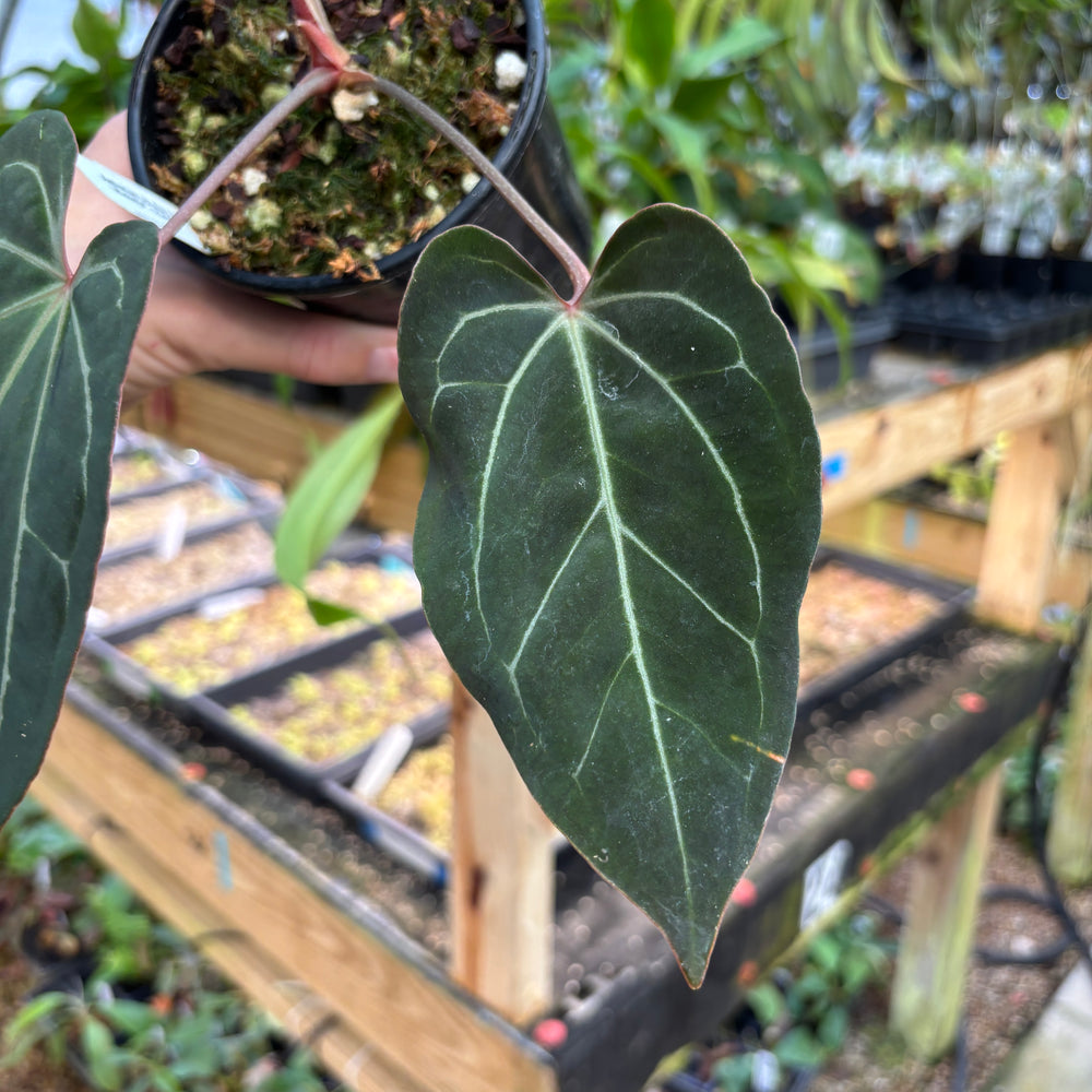 
                      
                        [A826] Anthurium besseae aff. x ('Zara' x 'Michelle')-purple
                      
                    