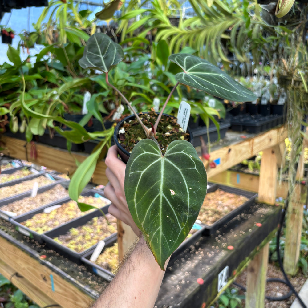 
                      
                        [A826] Anthurium besseae aff. x ('Zara' x 'Michelle')-purple
                      
                    