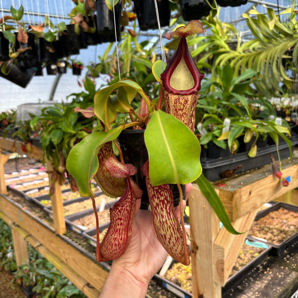 [A827] Nepenthes boschiana x veitchii (m), bareo squat pink