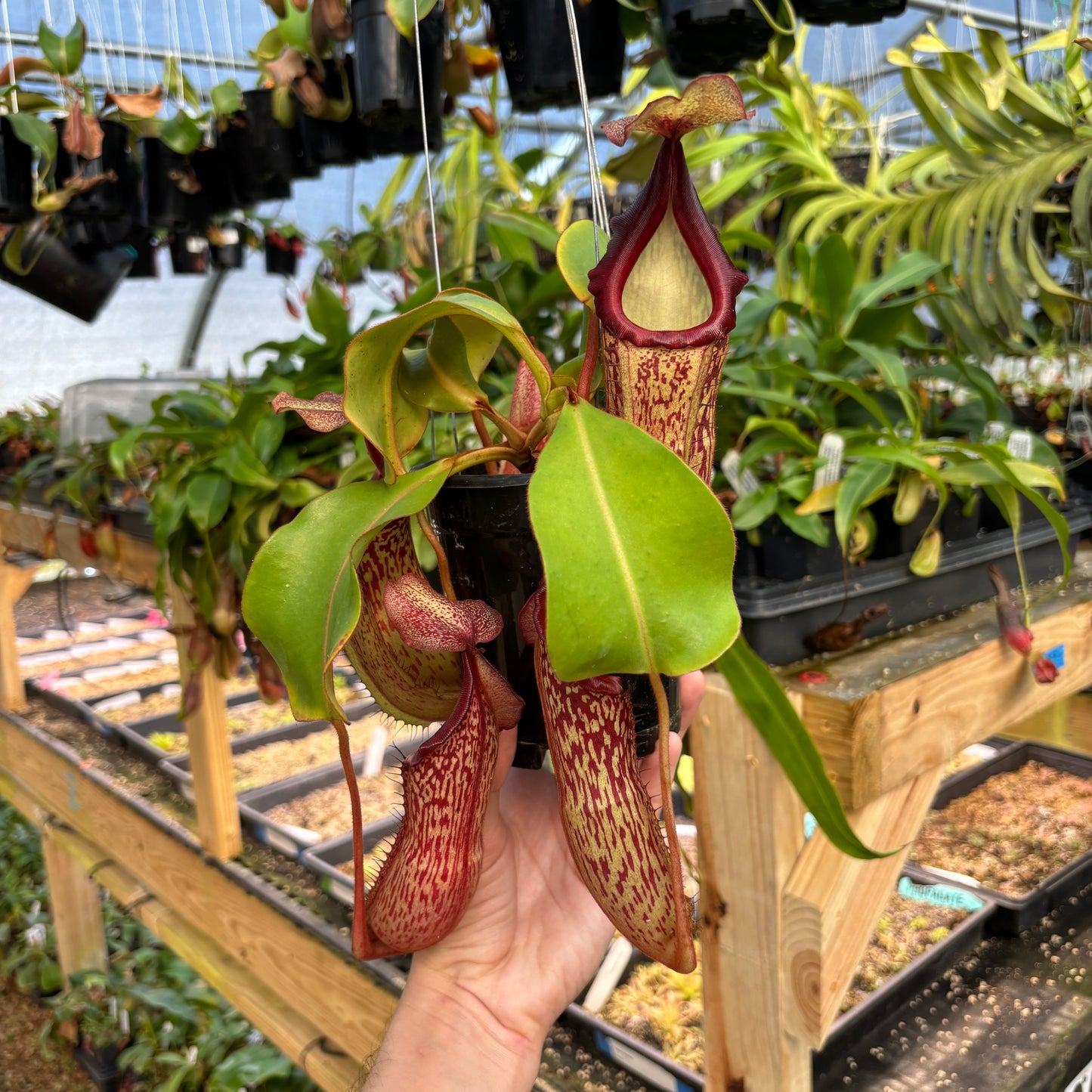[A827] Nepenthes boschiana x veitchii (m), bareo squat pink