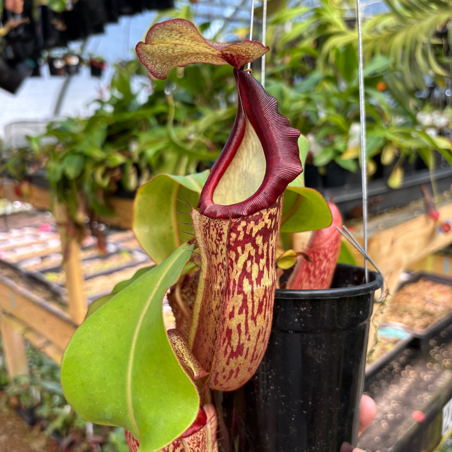 [A827] Nepenthes boschiana x veitchii (m), bareo squat pink