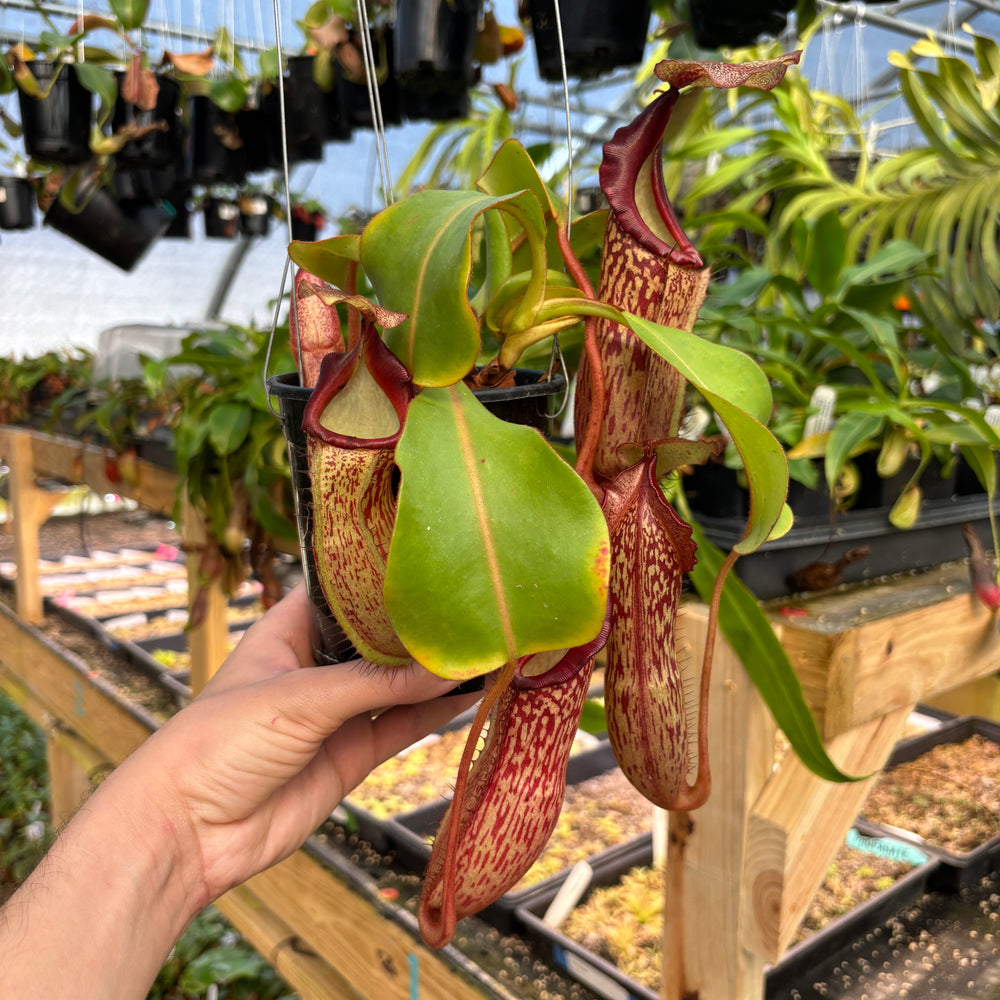 
                      
                        [A827] Nepenthes boschiana x veitchii (m), bareo squat pink
                      
                    