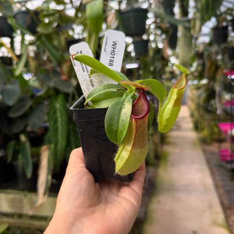 WH0188	Nepenthes truncata JB x hamata Shafer, CAR-0424 (M)