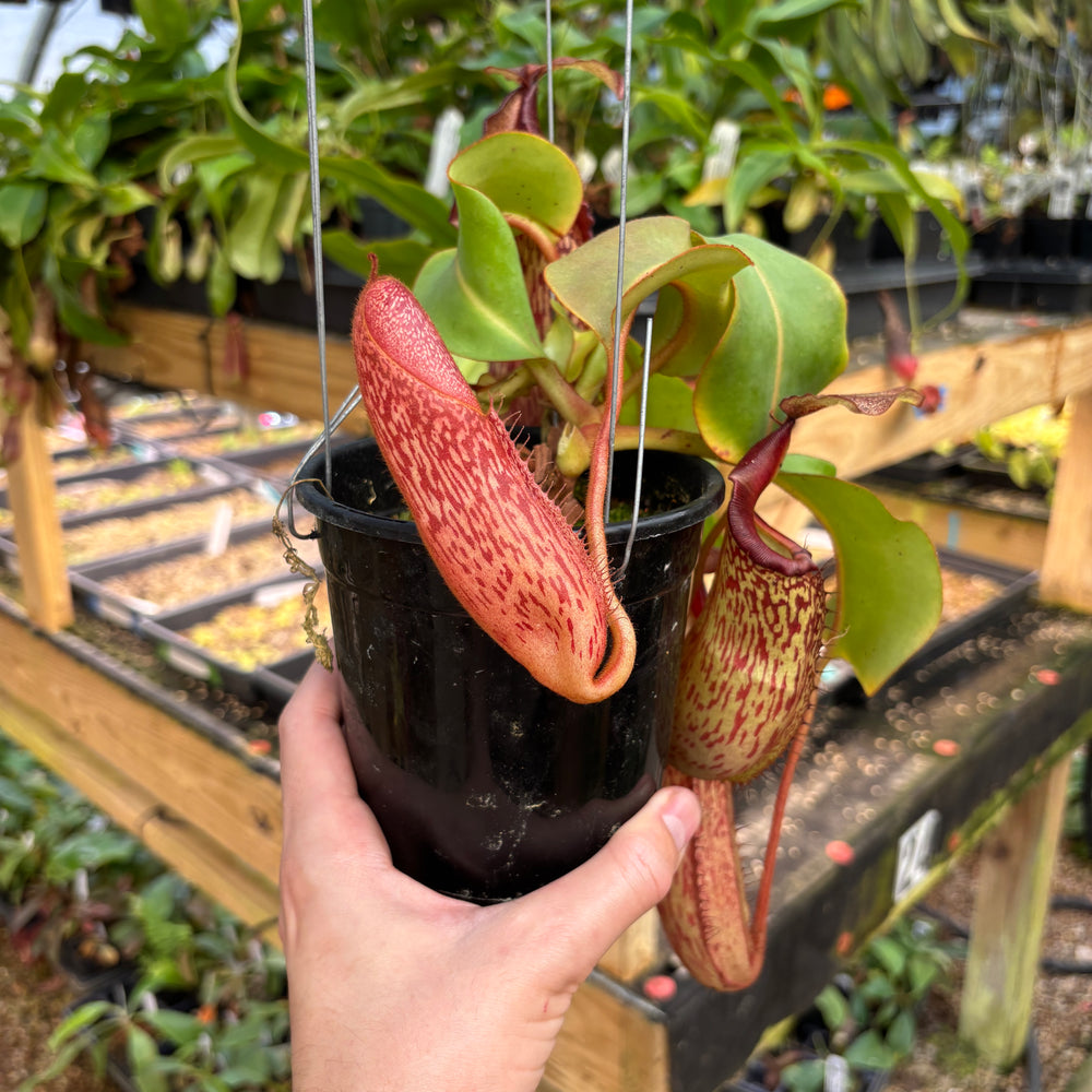 
                      
                        [A827] Nepenthes boschiana x veitchii (m), bareo squat pink
                      
                    