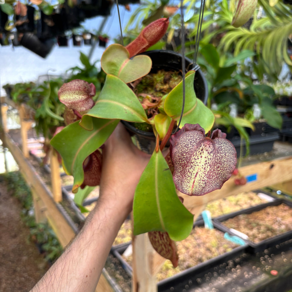 
                      
                        [A827] Nepenthes boschiana x veitchii (m), bareo squat pink
                      
                    