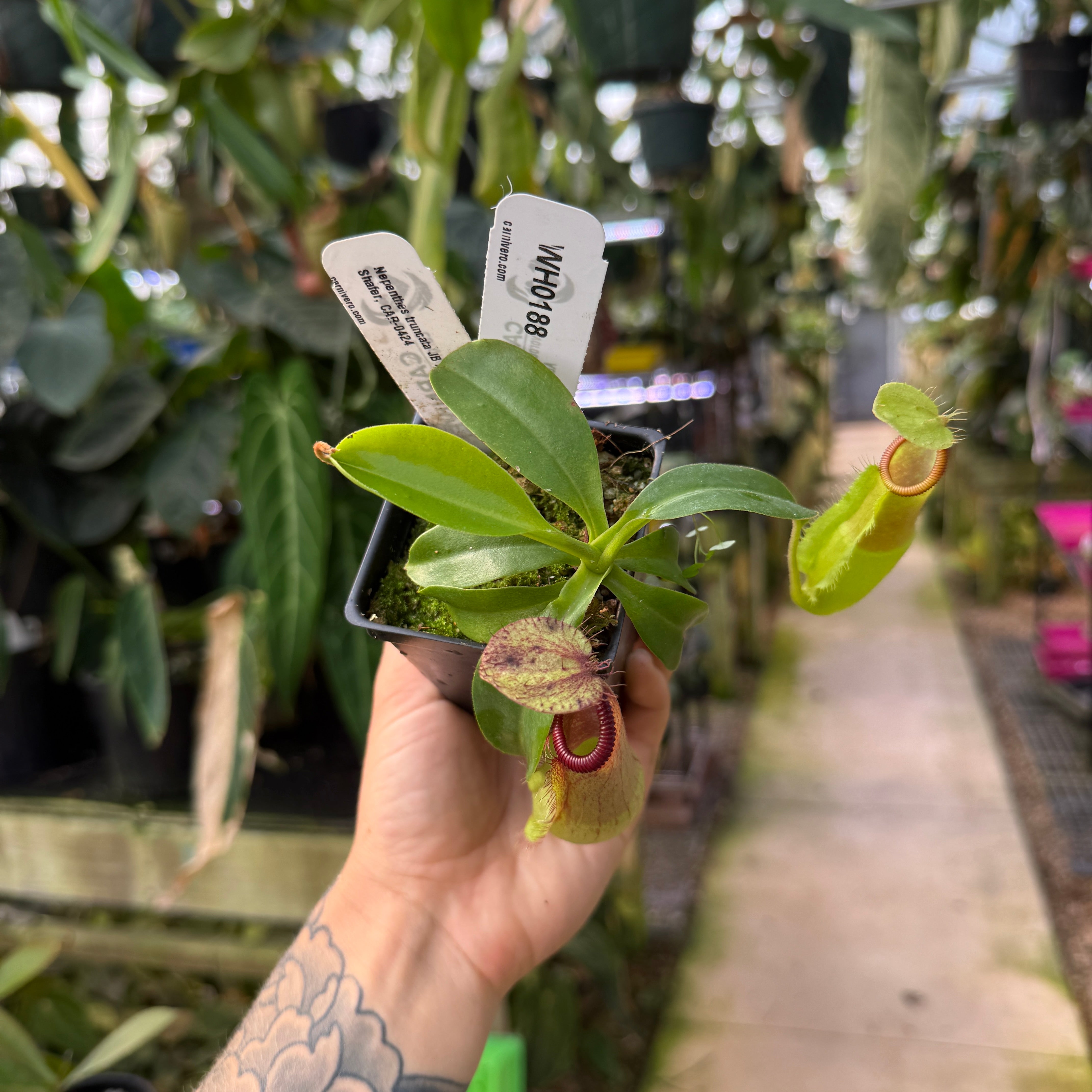 WH0188 Nepenthes truncata JB x hamata Shafer, CAR-0424 (M) – Carnivero