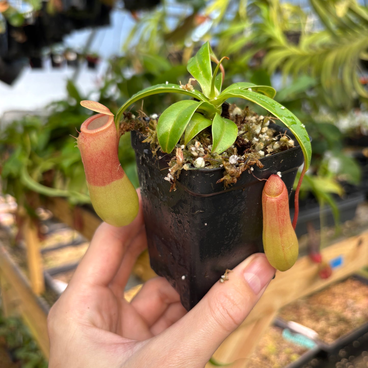 [A828] Nepenthes ventricosa Porcelain / Alba