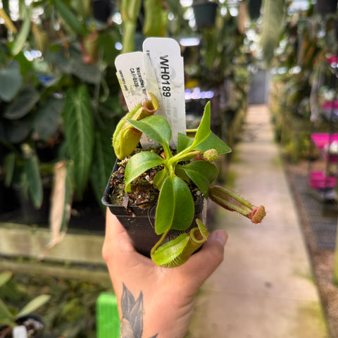 WH0189	Nepenthes truncata [(d) x Pasian Red] x villosa, CAR-0938 	(M)