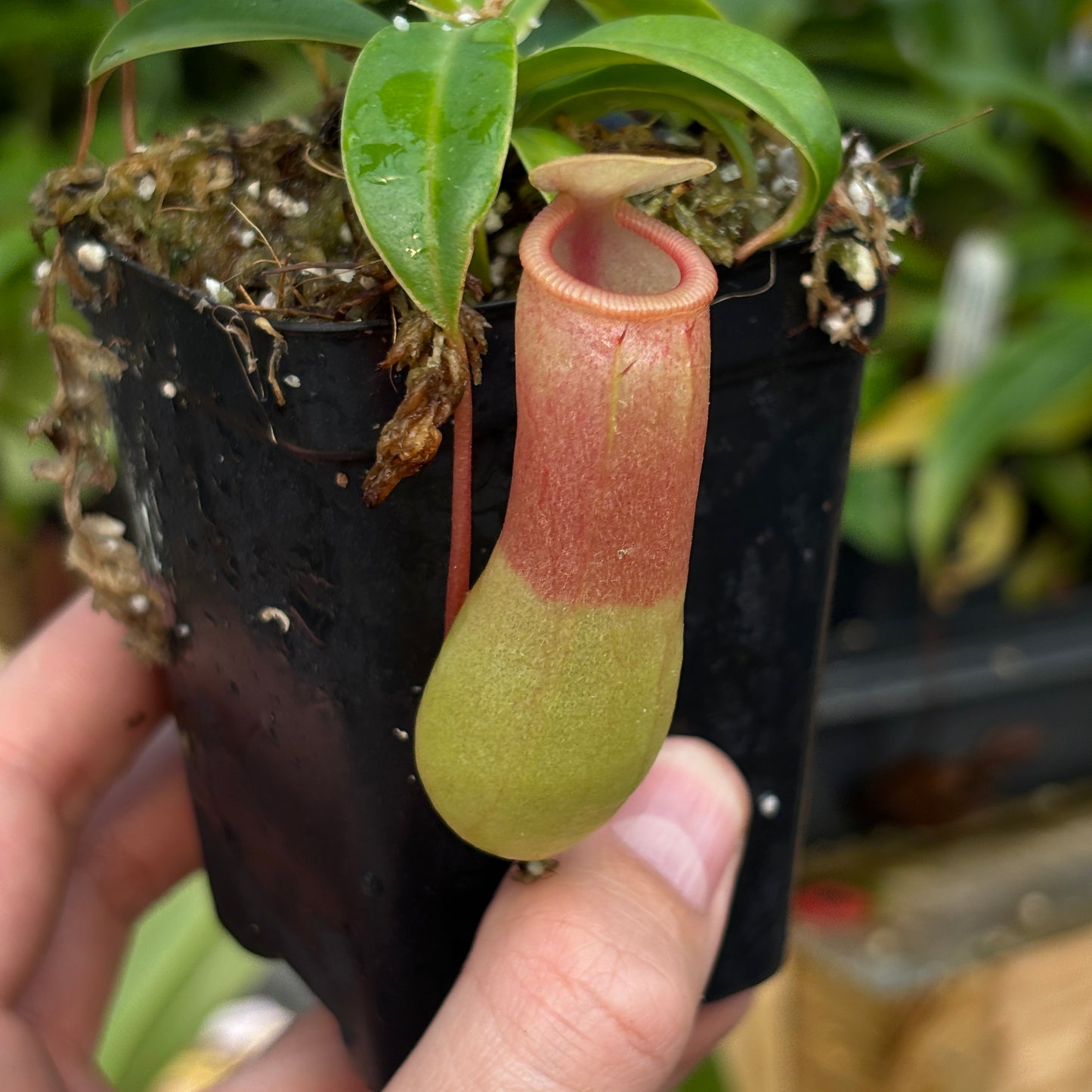 [A828] Nepenthes ventricosa Porcelain / Alba