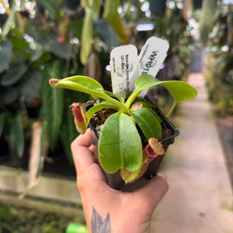 WH0190	Nepenthes truncata (d) x Harryana, CAR-0711	(M)