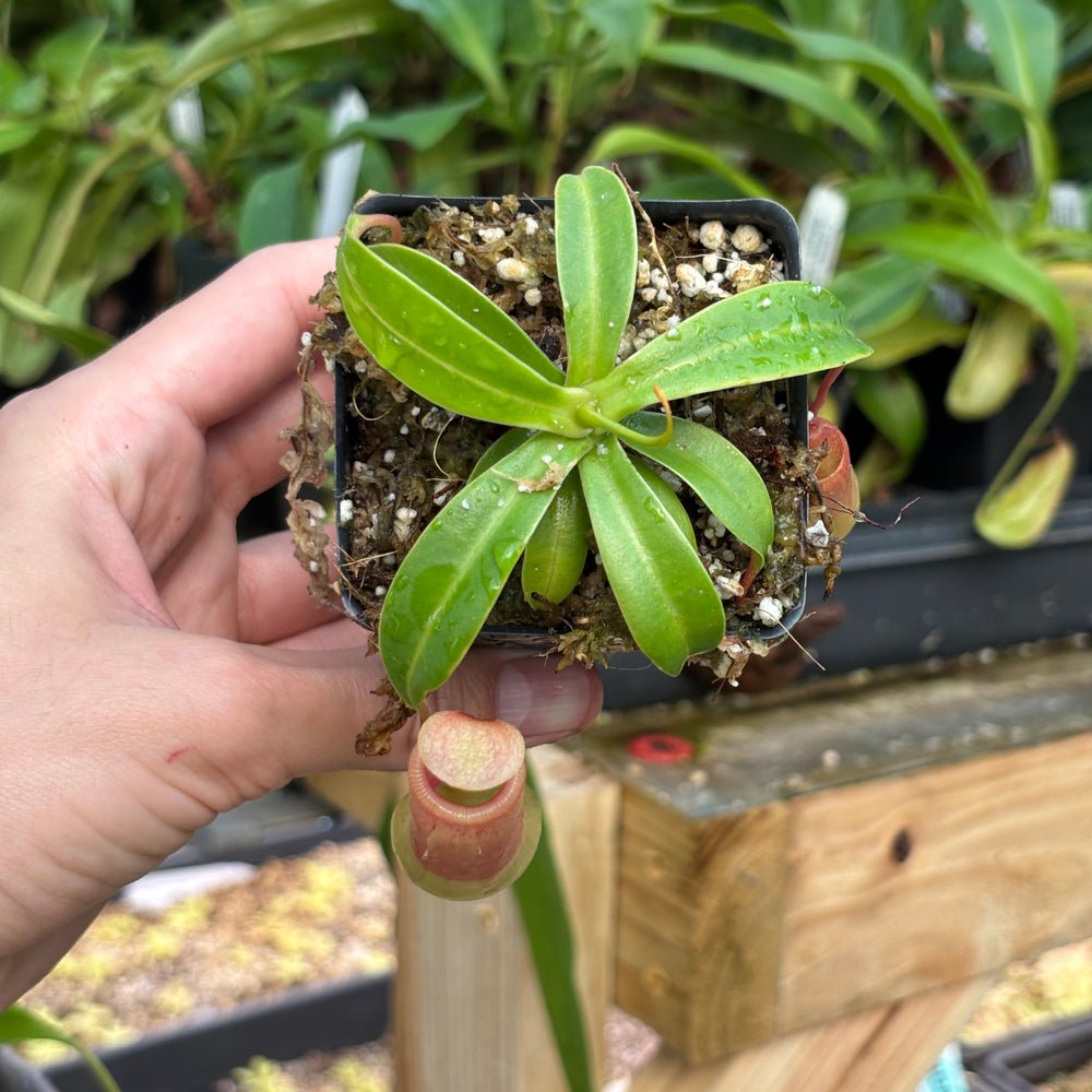 
                      
                        [A828] Nepenthes ventricosa Porcelain / Alba
                      
                    