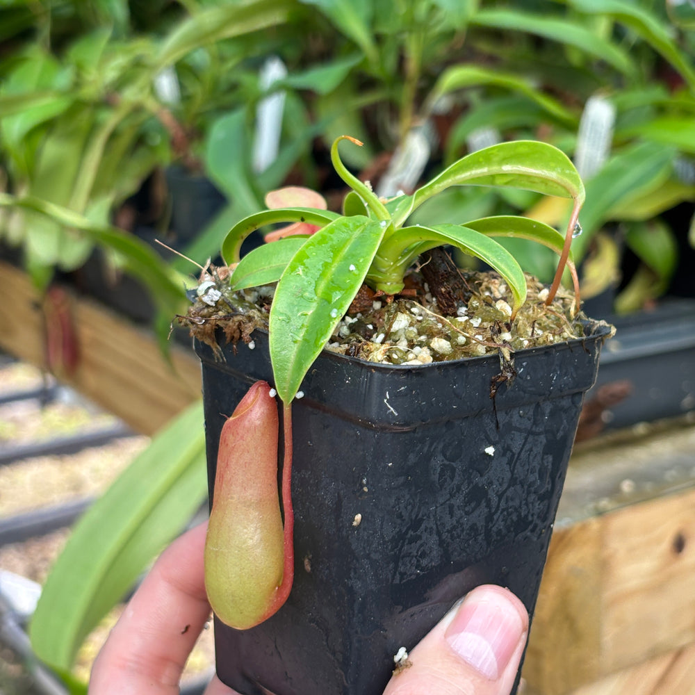 
                      
                        [A828] Nepenthes ventricosa Porcelain / Alba
                      
                    