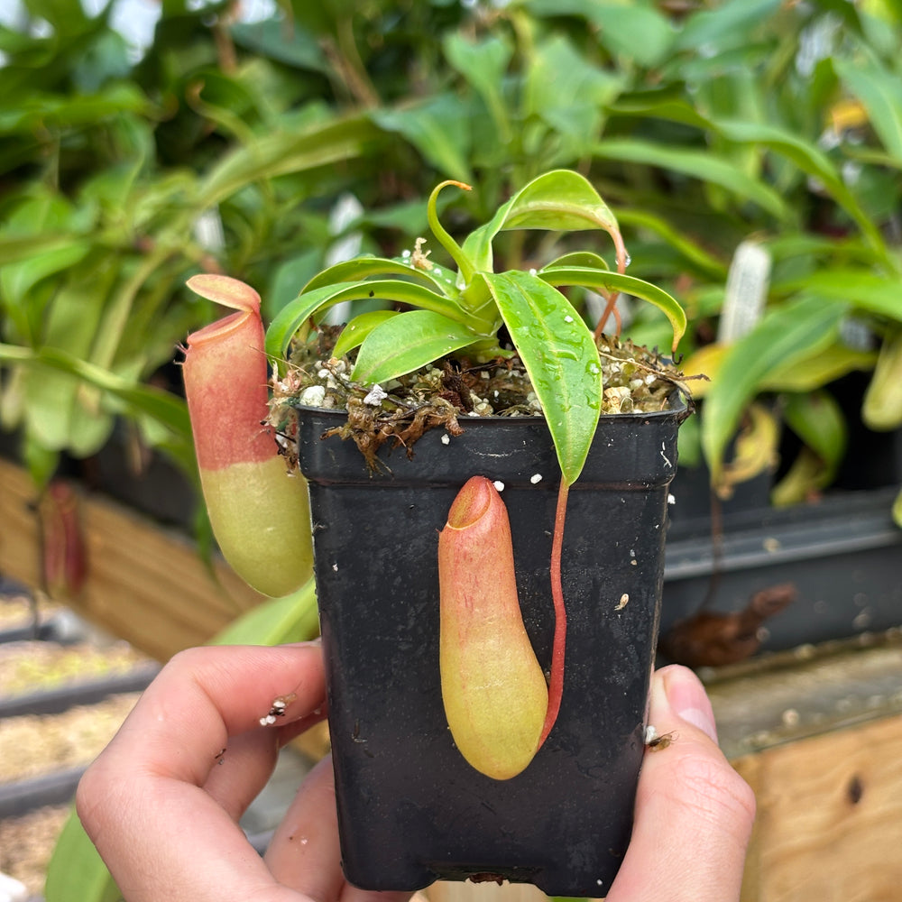 
                      
                        [A828] Nepenthes ventricosa Porcelain / Alba
                      
                    