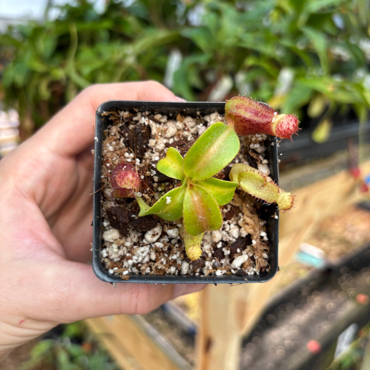 [A829] Nepenthes mollis x (lowii x truncata)-Giant, CAR-0445