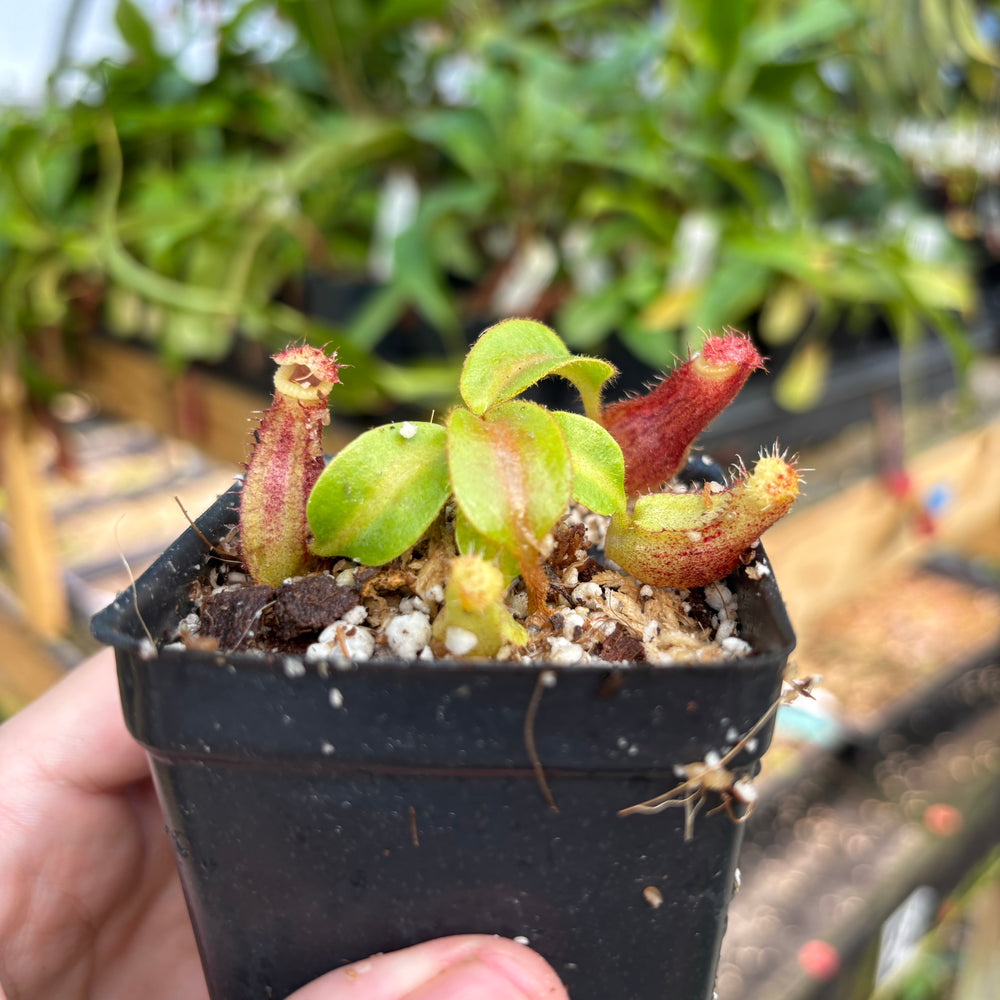 
                      
                        [A829] Nepenthes mollis x (lowii x truncata)-Giant, CAR-0445
                      
                    