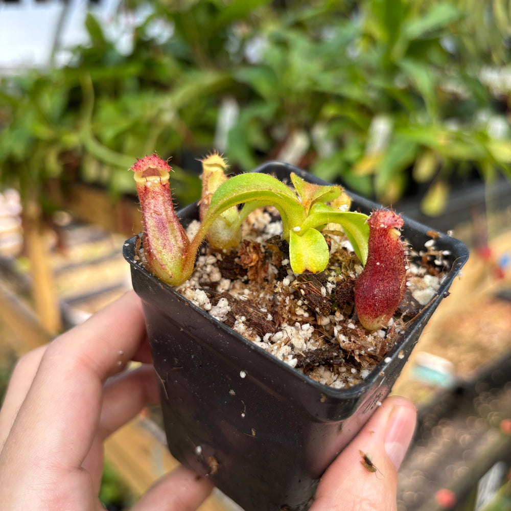 [A829] Nepenthes mollis x (lowii x truncata)-Giant, CAR-0445