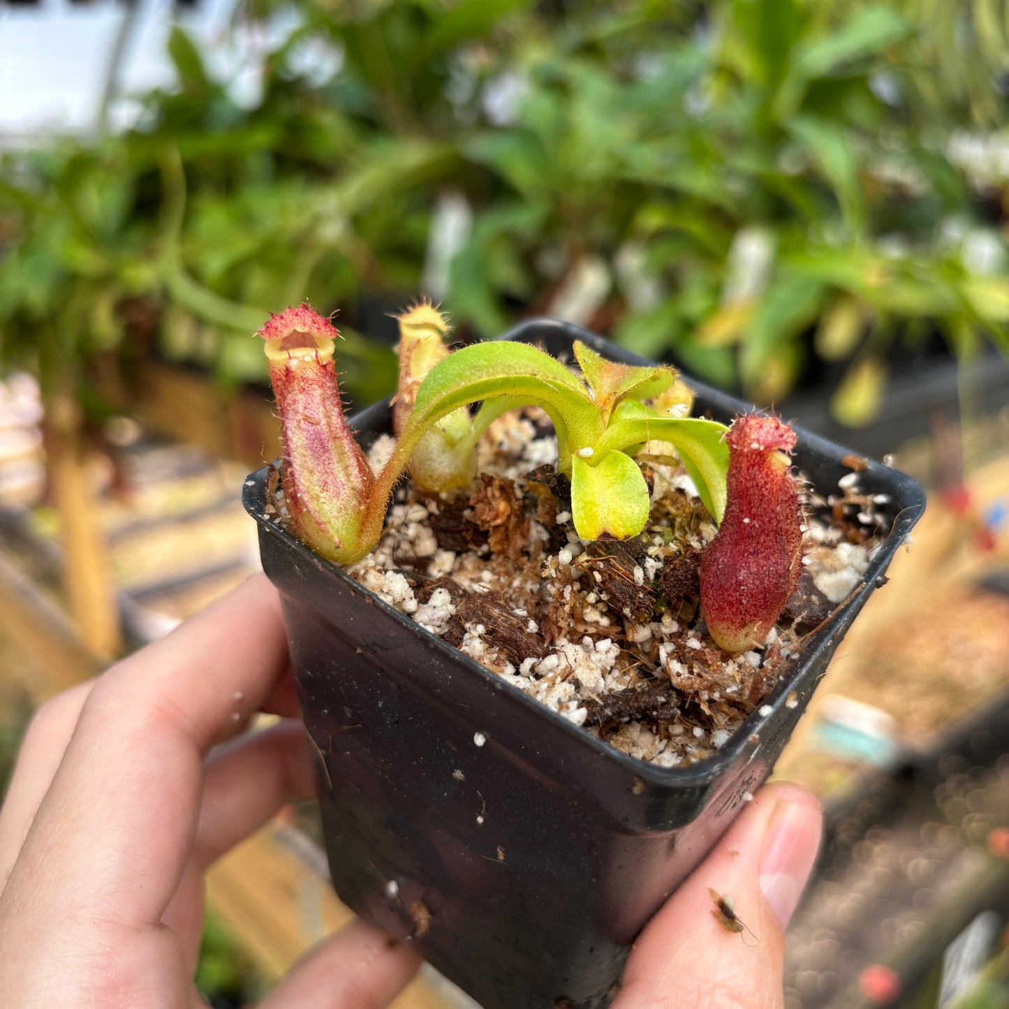 [A829] Nepenthes mollis x (lowii x truncata)-Giant, CAR-0445
