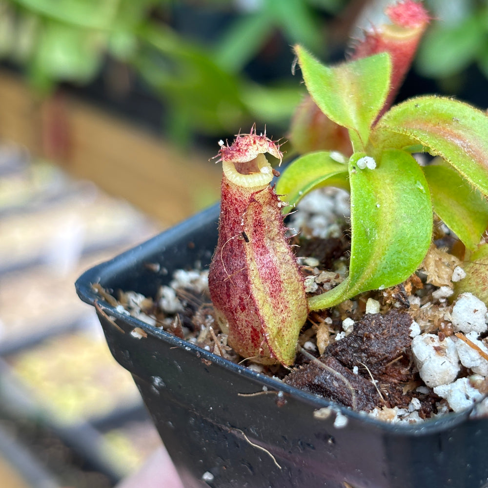 
                      
                        [A829] Nepenthes mollis x (lowii x truncata)-Giant, CAR-0445
                      
                    