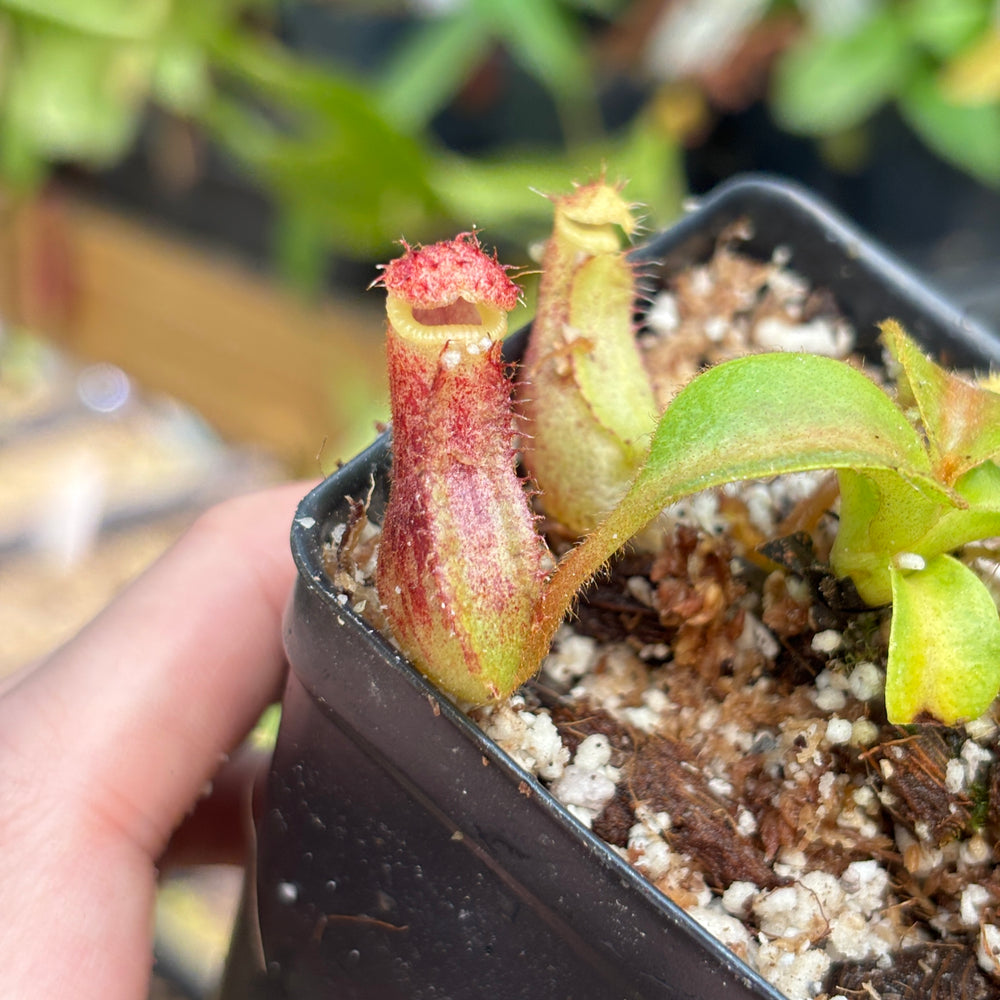 
                      
                        [A829] Nepenthes mollis x (lowii x truncata)-Giant, CAR-0445
                      
                    