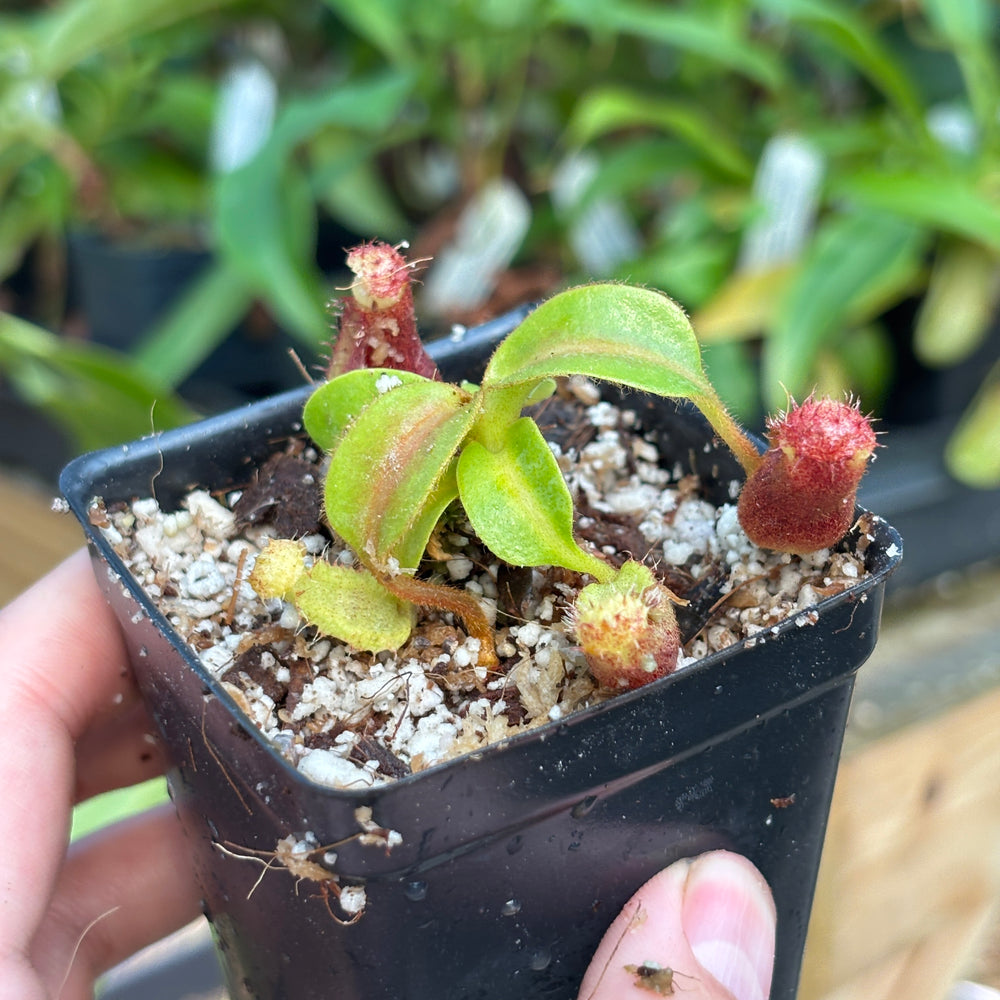 
                      
                        [A829] Nepenthes mollis x (lowii x truncata)-Giant, CAR-0445
                      
                    