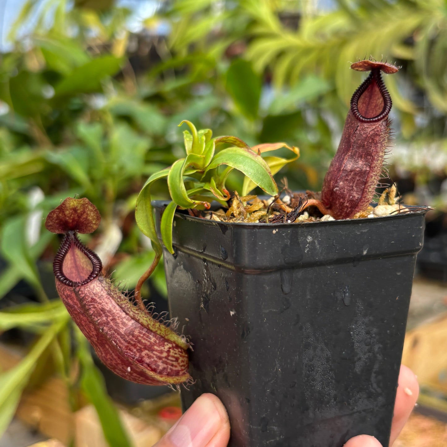[A830] Nepenthes hamata Tambusisi x (ventricosa x hamata)