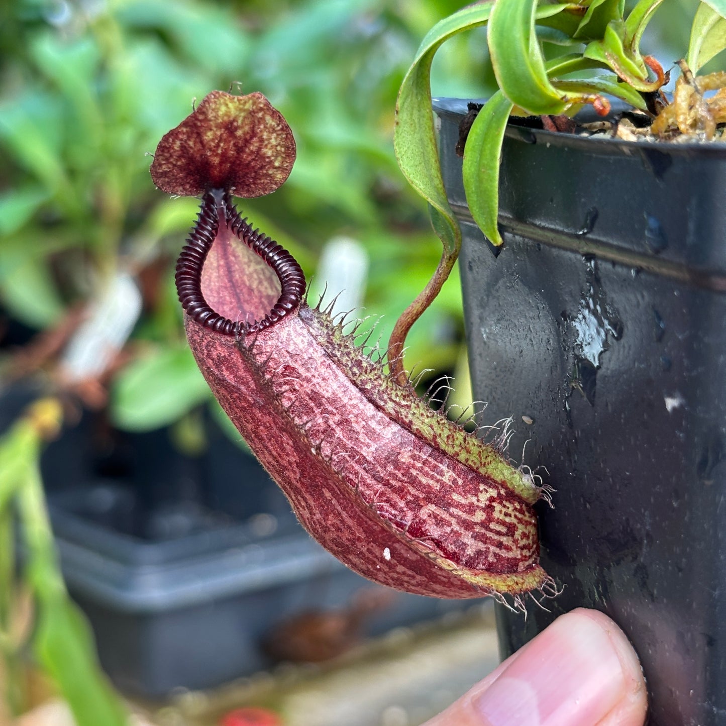 [A830] Nepenthes hamata Tambusisi x (ventricosa x hamata)