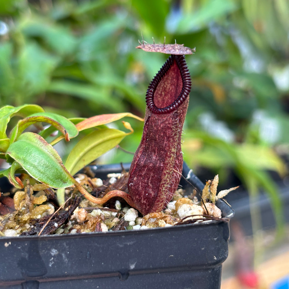 
                      
                        [A830] Nepenthes hamata Tambusisi x (ventricosa x hamata)
                      
                    