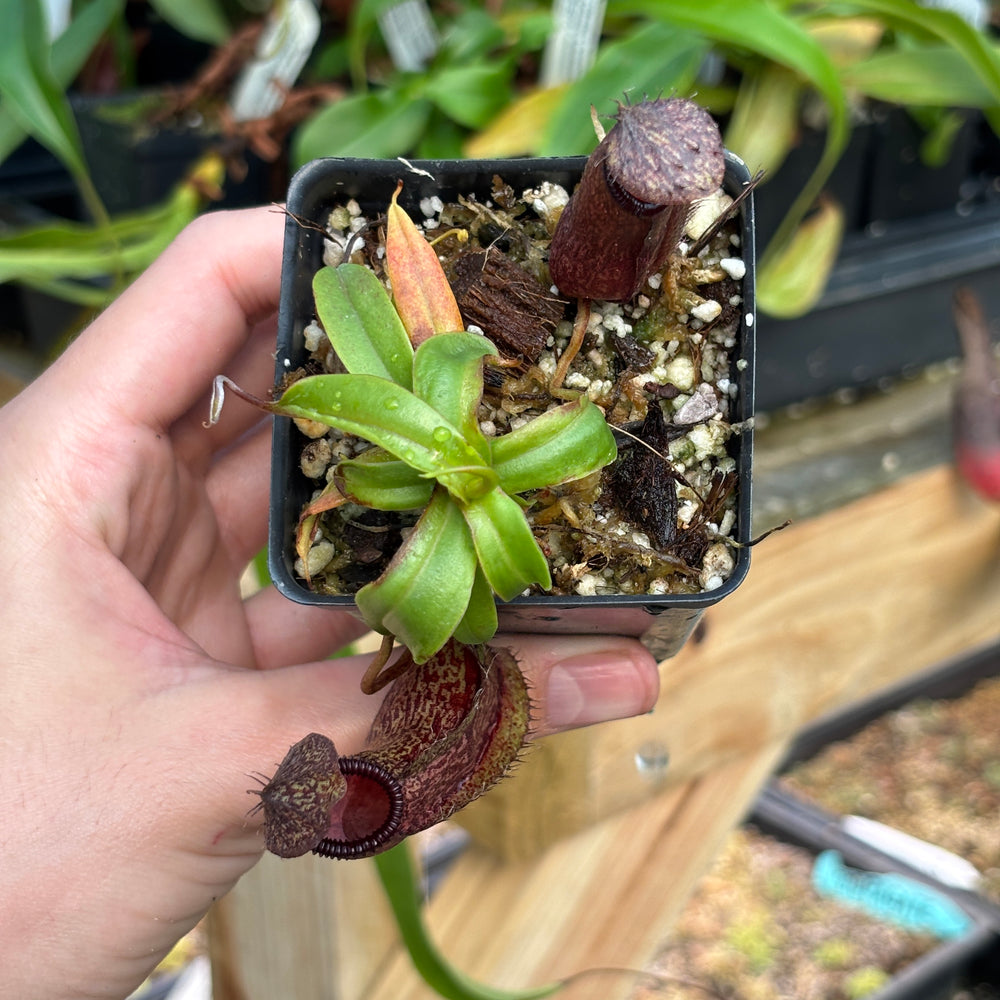 
                      
                        [A830] Nepenthes hamata Tambusisi x (ventricosa x hamata)
                      
                    