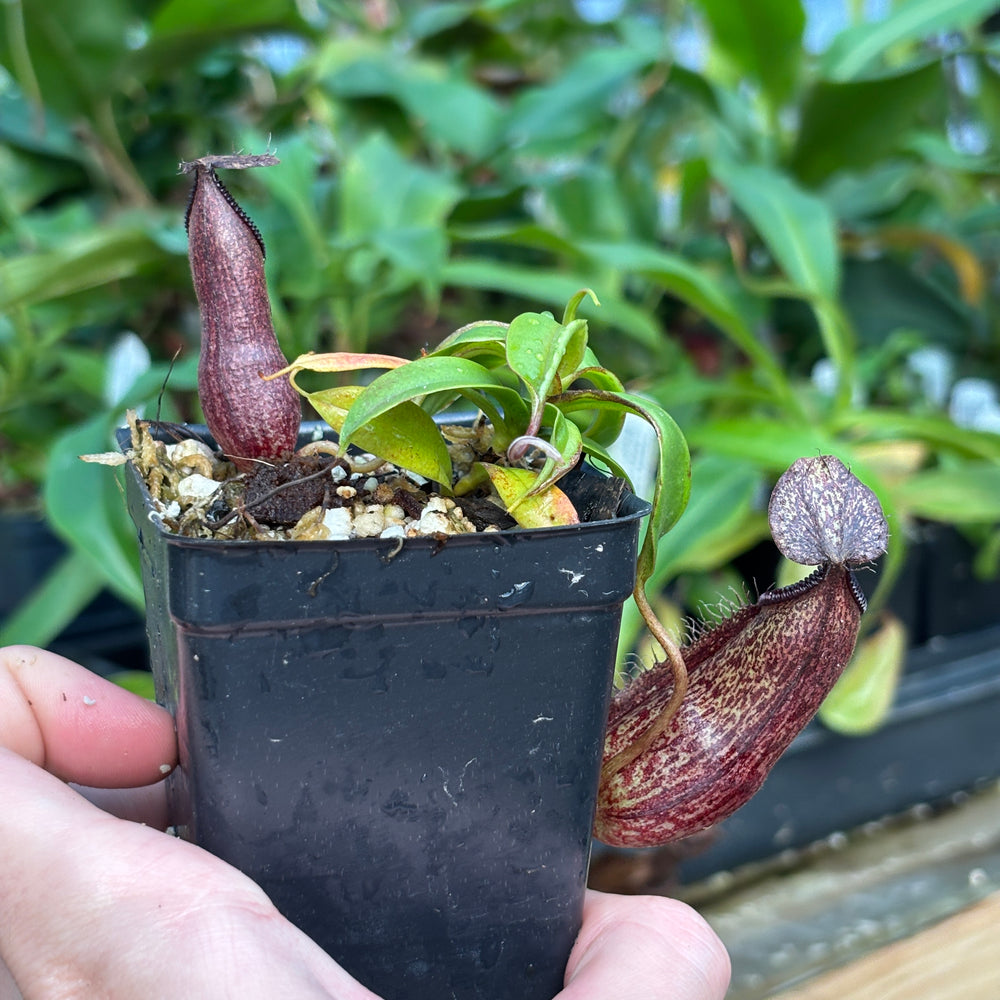 
                      
                        [A830] Nepenthes hamata Tambusisi x (ventricosa x hamata)
                      
                    