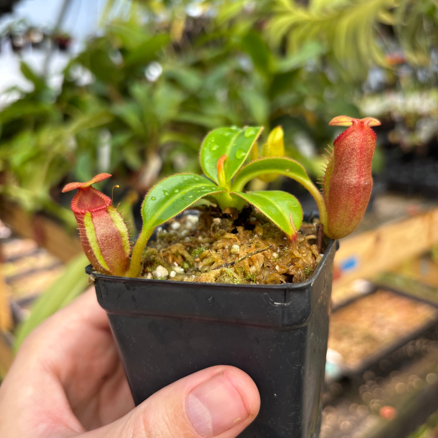 [A831] Nepenthes macrophylla (Gunung Trusmadi, Borneo) Clone: T