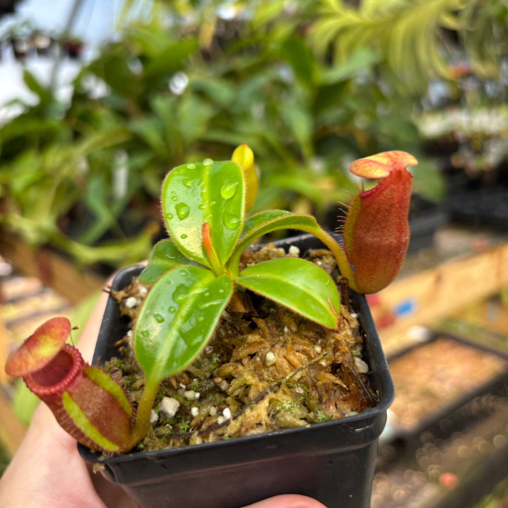 
                      
                        [A831] Nepenthes macrophylla (Gunung Trusmadi, Borneo) Clone: T
                      
                    