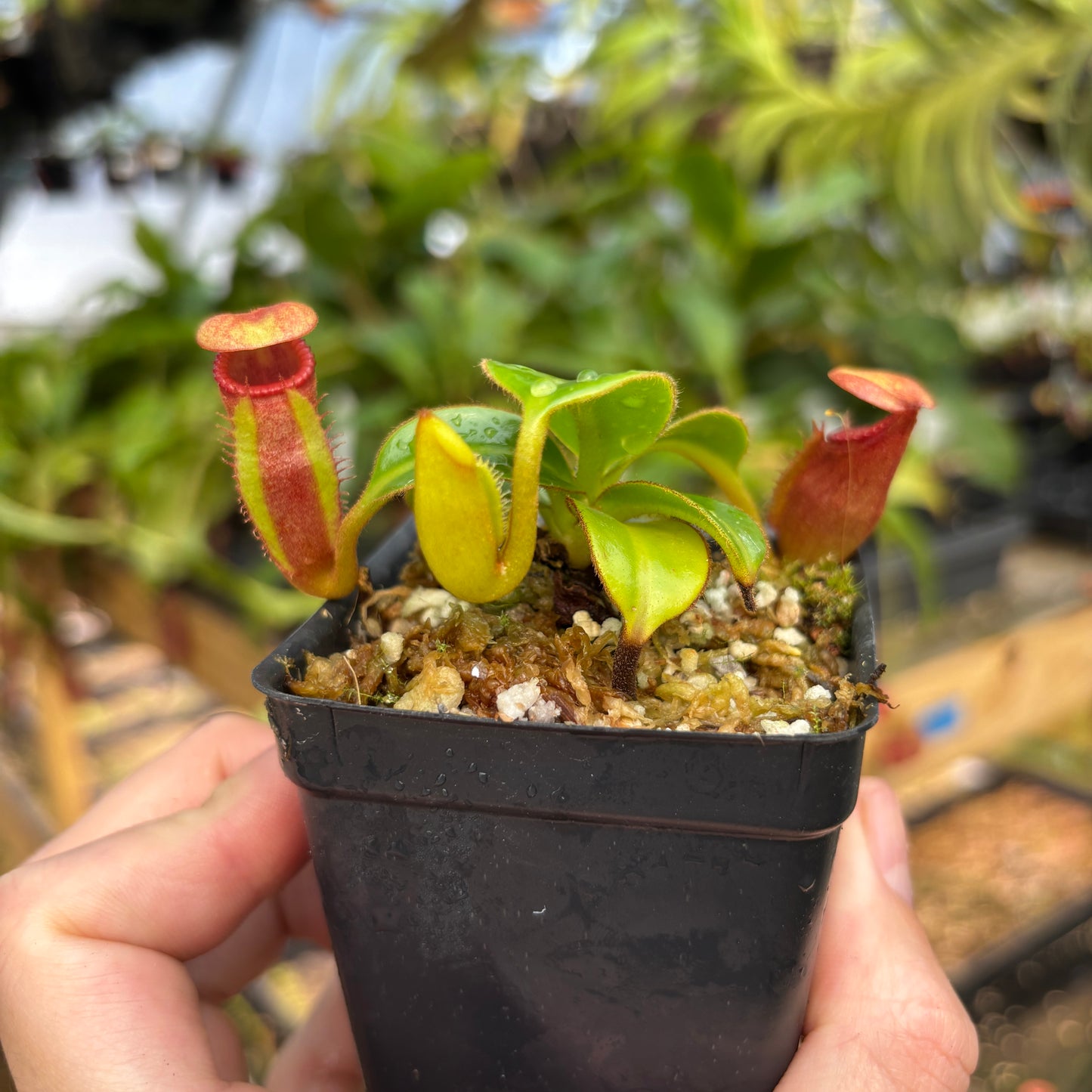 [A831] Nepenthes macrophylla (Gunung Trusmadi, Borneo) Clone: T