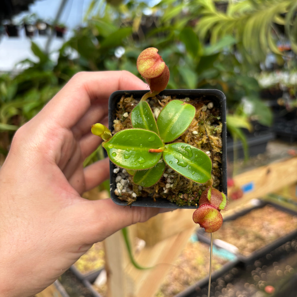 
                      
                        [A831] Nepenthes macrophylla (Gunung Trusmadi, Borneo) Clone: T
                      
                    
