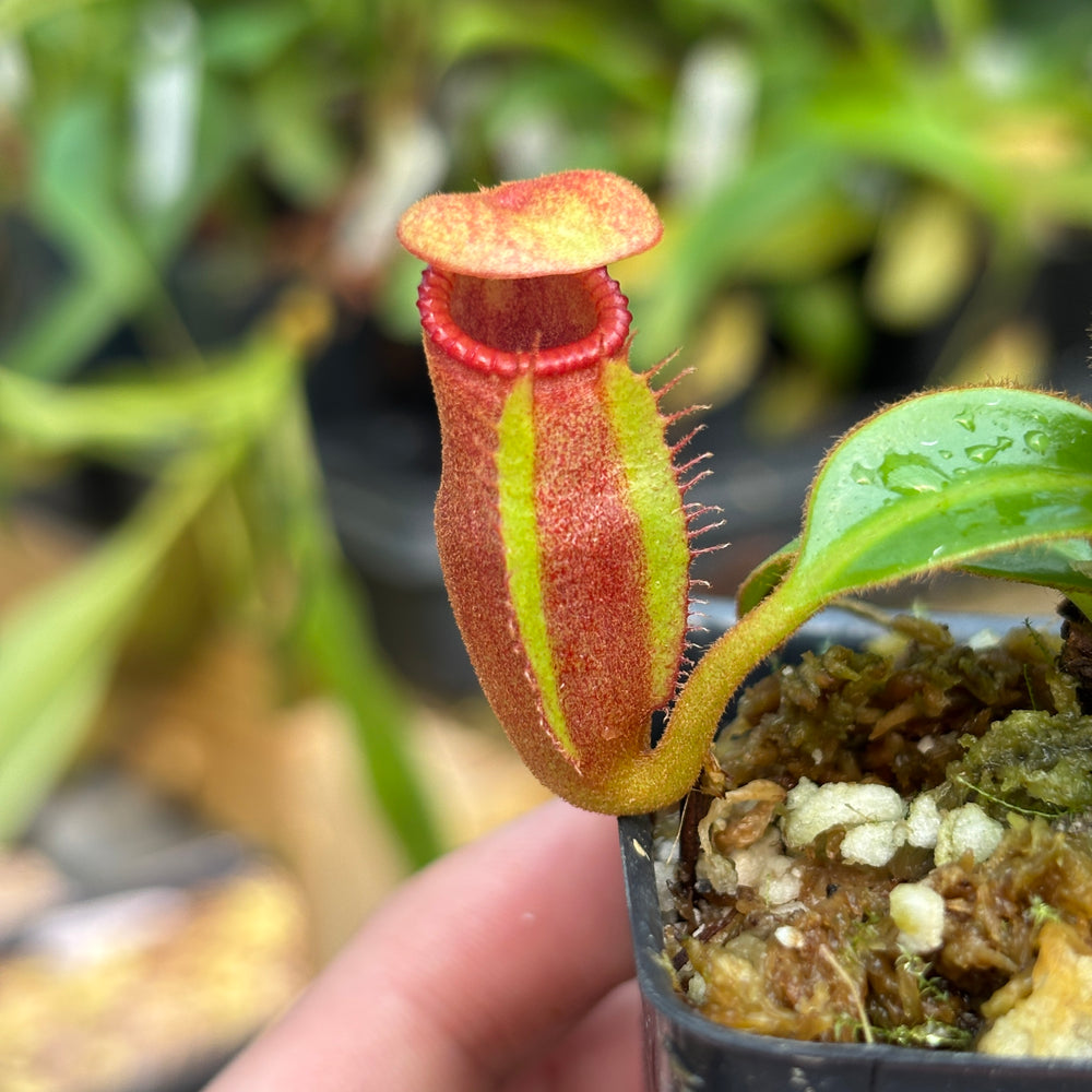 
                      
                        [A831] Nepenthes macrophylla (Gunung Trusmadi, Borneo) Clone: T
                      
                    