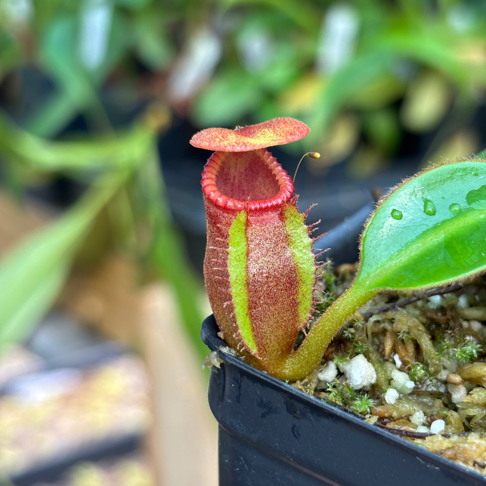 
                      
                        [A831] Nepenthes macrophylla (Gunung Trusmadi, Borneo) Clone: T
                      
                    