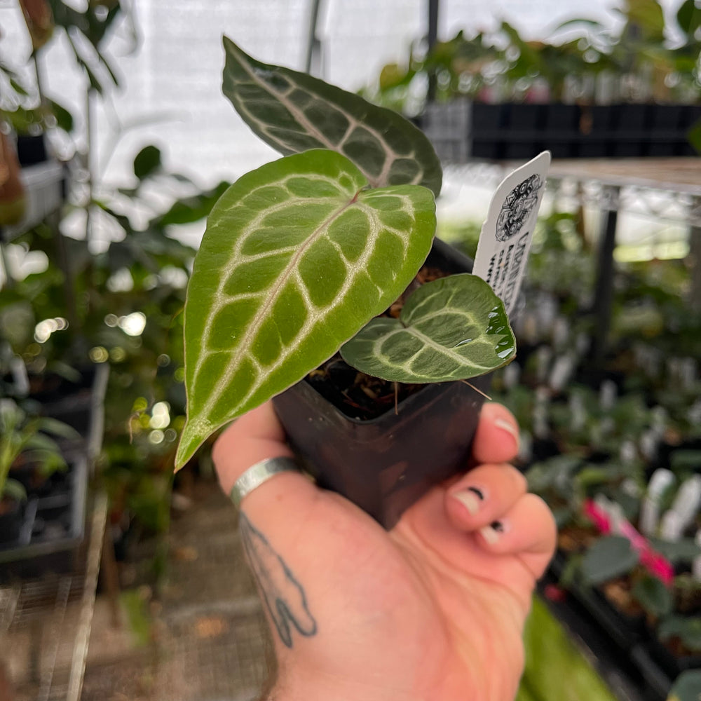 
                      
                        Anthurium (dorayaki x Dreamweaver) x (Zara x Michelle) -purple, CAR-0470
                      
                    