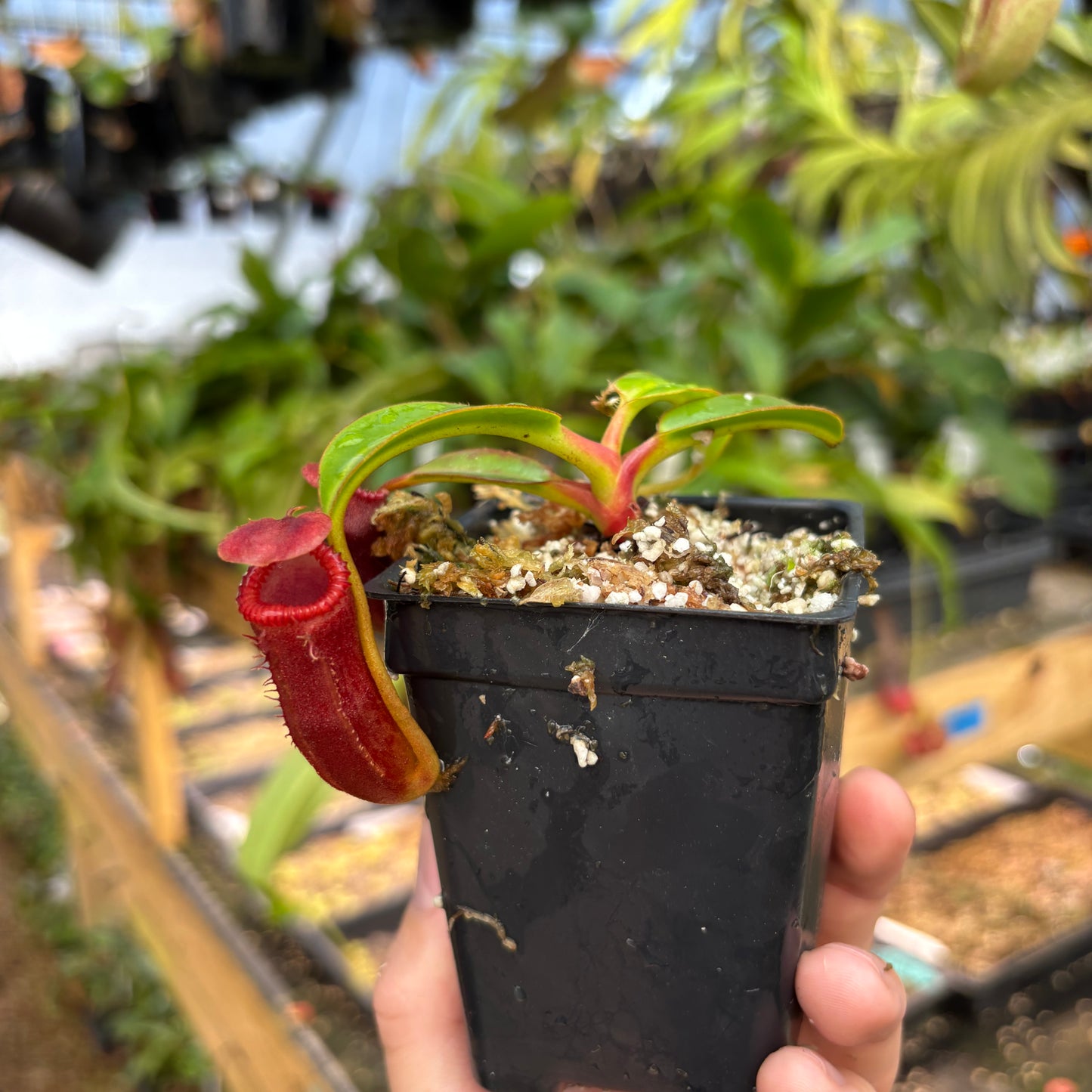 [A832] Nepenthes edwardsiana (Tamb.) Clone: 02