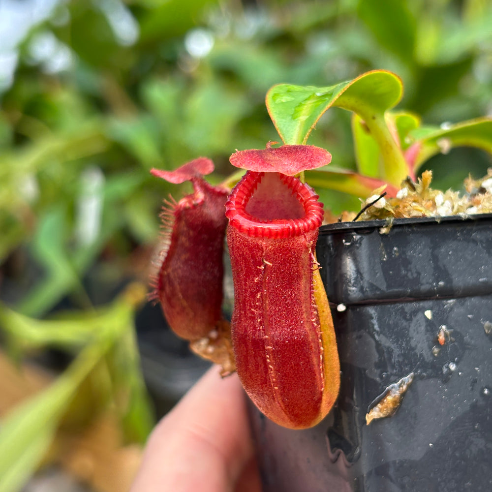 [A832] Nepenthes edwardsiana (Tamb.) Clone: 02